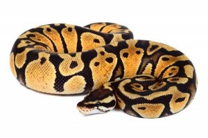 Python regius, pastel, subadulte